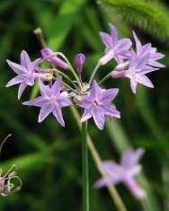 Fotografia da espécie Tulbaghia violacea