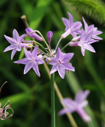 Fotografia de capa Tulbaghia violacea - do Jardim Botânico