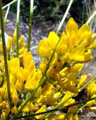 Fotografia da espécie Genista hystrix