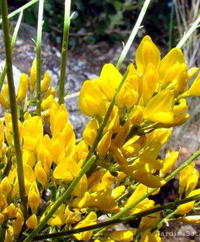 Fotografia de capa Genista hystrix - do Jardim Botânico