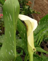 Fotografia da espécie Zantedeschia albomaculata