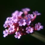 Fotografia 1 da espécie Verbena bonariensis do Jardim Botânico UTAD