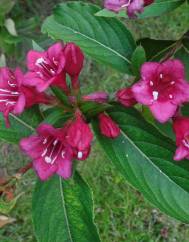 Weigela florida