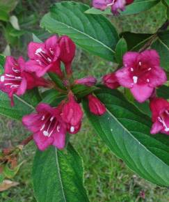 Fotografia da espécie Weigela florida