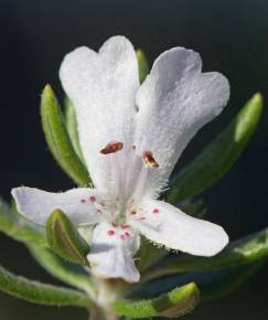 Fotografia da espécie Westringia fruticosa