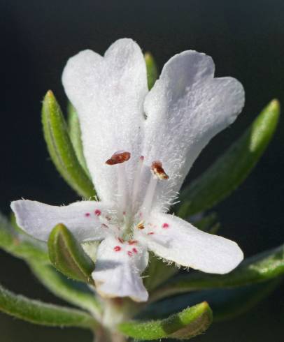 Fotografia de capa Westringia fruticosa - do Jardim Botânico