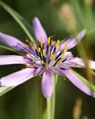 Fotografia da espécie Geropogon hybridus