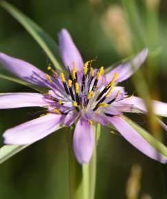 Fotografia da espécie Geropogon hybridus