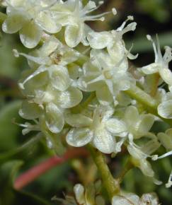 Fotografia da espécie Anredera cordifolia