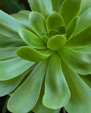 Fotografia da espécie Aeonium arboreum