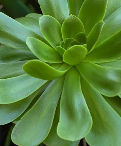 Fotografia de capa Aeonium arboreum - do Jardim Botânico