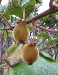 Actinidia deliciosa