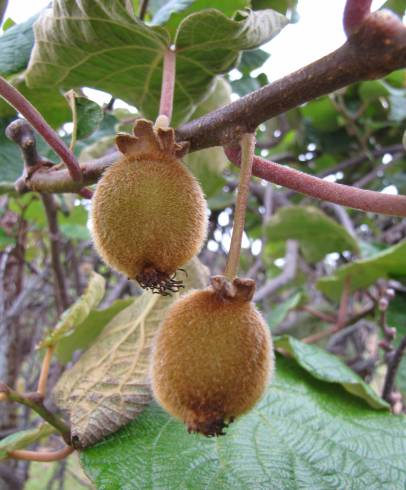 Fotografia de capa Actinidia deliciosa - do Jardim Botânico