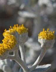 Otanthus maritimus