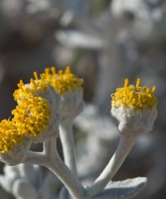 Fotografia da espécie Otanthus maritimus