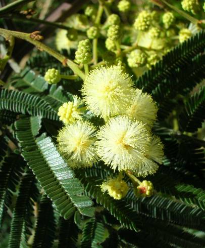 Fotografia de capa Acacia mearnsii - do Jardim Botânico