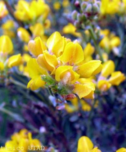 Fotografia de capa Pterospartum tridentatum subesp. lasianthum - do Jardim Botânico