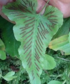 Fotografia da espécie Asplenium hemionitis