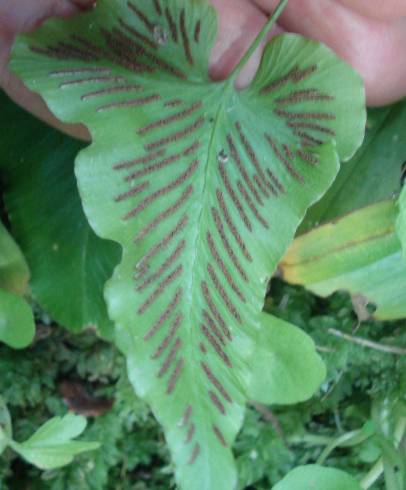 Fotografia de capa Asplenium hemionitis - do Jardim Botânico