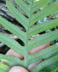 Fotografia da espécie Polypodium cambricum subesp. cambricum