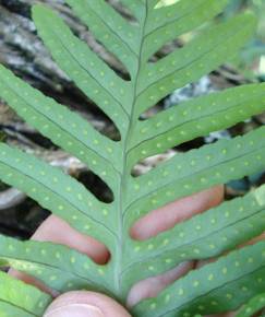 Fotografia da espécie Polypodium cambricum