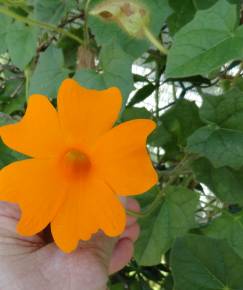 Fotografia da espécie Thunbergia gregorii