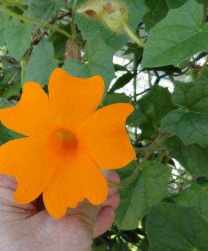 Fotografia de capa Thunbergia gregorii - do Jardim Botânico