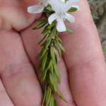 Fotografia 5 da espécie Westringia fruticosa do Jardim Botânico UTAD