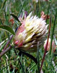 Trifolium ochroleucon