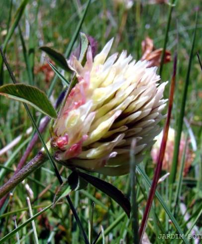 Fotografia de capa Trifolium ochroleucon - do Jardim Botânico