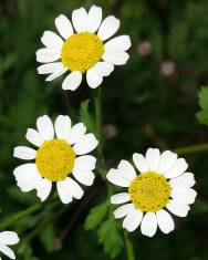 Fotografia da espécie Tanacetum parthenium