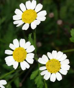 Fotografia da espécie Tanacetum parthenium