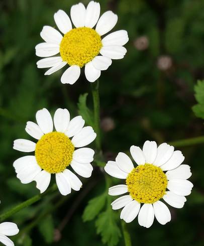 Fotografia de capa Tanacetum parthenium - do Jardim Botânico