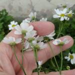 Fotografia 7 da espécie Tanacetum parthenium do Jardim Botânico UTAD