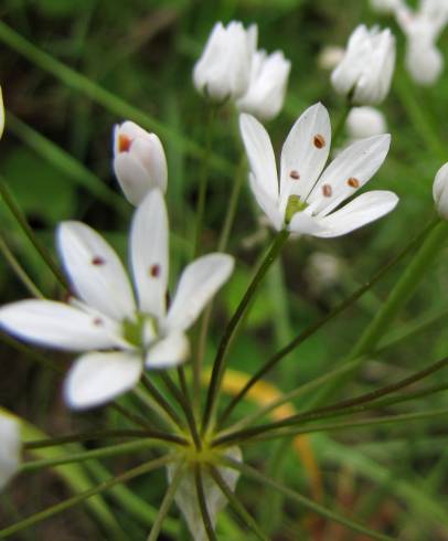 Fotografia de capa Allium neapolitanum - do Jardim Botânico