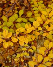 Fotografia da espécie Berberis thunbergii var. atropurpurea