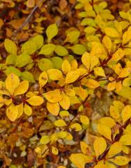 Berberis thunbergii var. atropurpurea