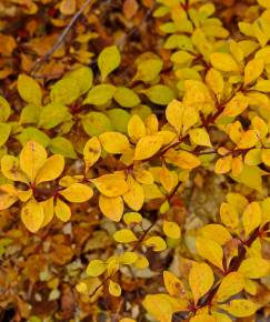 Fotografia da espécie Berberis thunbergii