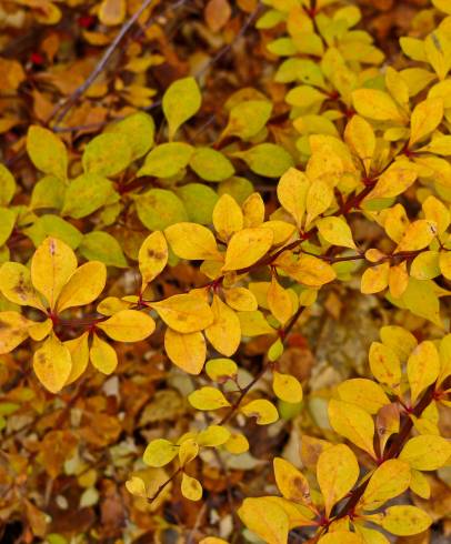 Fotografia de capa Berberis thunbergii var. atropurpurea - do Jardim Botânico