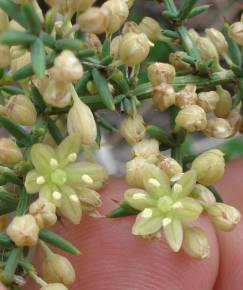 Fotografia da espécie Asparagus aphyllus