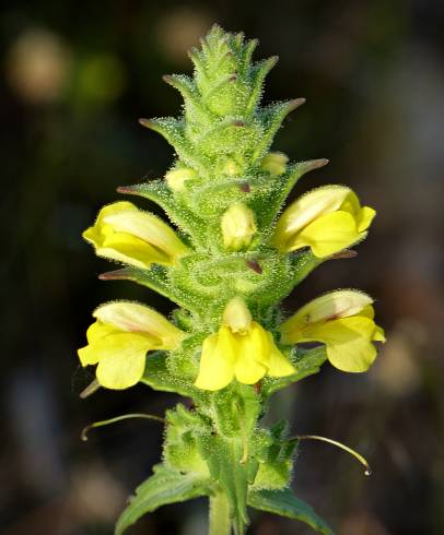 Fotografia de capa Bartsia trixago - do Jardim Botânico