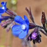 Fotografia 1 da espécie Anchusa azurea do Jardim Botânico UTAD