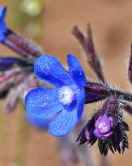 Fotografia da espécie Anchusa azurea