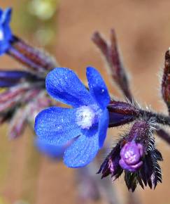 Fotografia da espécie Anchusa azurea