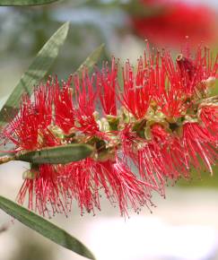 Fotografia da espécie Callistemon citrinus