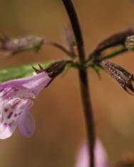 Fotografia da espécie Calamintha nepeta subesp. nepeta