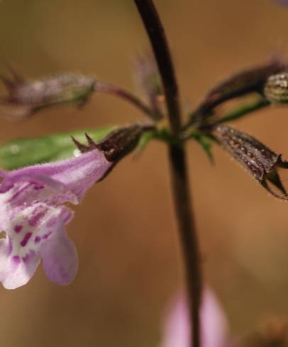 Fotografia de capa Calamintha nepeta subesp. nepeta - do Jardim Botânico