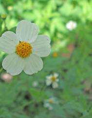 Bidens pilosa