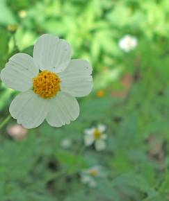 Fotografia da espécie Bidens pilosa