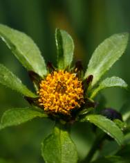 Fotografia da espécie Bidens tripartita